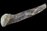 Hadrosaur (Duckbilled Dinosaur) Chevron - Texas #88745-3